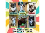 Ginko, Domestic Shorthair For Adoption In Vashon, Washington