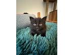 Olive, Domestic Shorthair For Adoption In Vashon, Washington