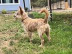 Rico, Cairn Terrier For Adoption In Gig Harbor, Washington