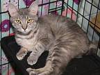 June & Priscilla (spayed), American Bobtail For Adoption In Marietta, Ohio