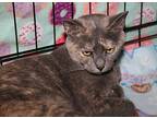 June (spayed & Combo Tested), American Bobtail For Adoption In Marietta, Ohio