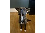 Stampede (stampy), American Staffordshire Terrier For Adoption In Petersburg