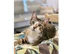 Bugs, Domestic Shorthair For Adoption In Winter Haven, Florida