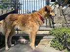 Max **courtesy Post**, Golden Retriever For Adoption In Elmsford, New York