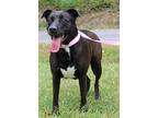 Lilly 40281, Labrador Retriever For Adoption In Prattville, Alabama