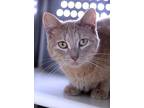 Marigold, Domestic Shorthair For Adoption In Fort Leavenworth, Kansas