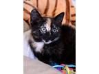 Briar Rose, Domestic Shorthair For Adoption In Fort Leavenworth, Kansas