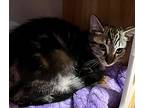 Emmit, Domestic Shorthair For Adoption In Portland, Maine