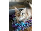 Nala, Domestic Shorthair For Adoption In Ogden, Utah