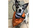Luna, Rat Terrier For Adoption In Philadelphia, Pennsylvania
