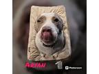Aryan, American Pit Bull Terrier For Adoption In Moberly, Missouri