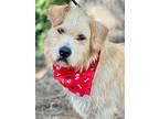 Tug, Terrier (unknown Type, Small) For Adoption In Jackson, Mississippi