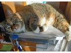 Mildred, Domestic Shorthair For Adoption In Eau Claire, Wisconsin