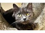 Sarafina, Russian Blue For Adoption In Studio City, California