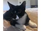 Oreo The Sweet, Domestic Shorthair For Adoption In Oviedo, Florida