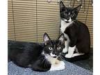 Pudding, Domestic Shorthair For Adoption In Oviedo, Florida