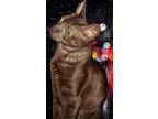 Claire De Lune, Domestic Shorthair For Adoption In Nashville, Georgia