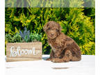 Poodle (Standard) PUPPY FOR SALE ADN-822185 - Stunning Litter of AKC Standard