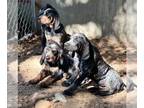 Bluetick Coonhound PUPPY FOR SALE ADN-821907 - Bluetick Coonhounds