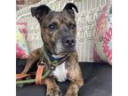 Adopt Bully a Brindle - with White American Staffordshire Terrier / Mixed Breed