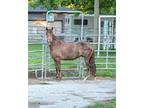 Stunning 6yr Peruvian Mare