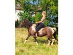 Pretty little 10yr old Black and White Foxtrotter Mare