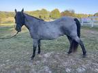 Blue Roan Tennessee Walking Horse