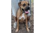 Adopt Rocky a Tricolor (Tan/Brown & Black & White) Boxer / Labrador Retriever /
