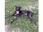 Adopt Joy a Black Mixed Breed (Small) / Mixed Breed (Medium) / Mixed (short