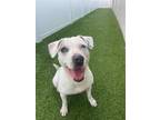Adopt Harper a White - with Tan, Yellow or Fawn Terrier (Unknown Type