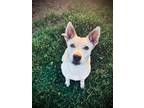 Adopt Holiday a Husky / Mixed Breed (Medium) / Mixed dog in Neosho