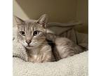 Harley, Domestic Shorthair For Adoption In Mendon, New York