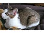 Kara, Domestic Shorthair For Adoption In Warner Robins, Georgia