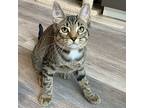 Bariss, Domestic Shorthair For Adoption In Mendon, New York