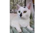 Luna, American Shorthair For Adoption In Inez, Kentucky
