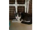 Kitten 25954 (chuck), Domestic Shorthair For Adoption In Parlier, California