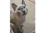 Mousse, Tonkinese For Adoption In Goodyear, Arizona