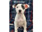Wishbone, Jack Russell Terrier For Adoption In Pearl River, Louisiana