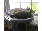 Donna & Marie, Calico For Adoption In Mount Clemens, Michigan