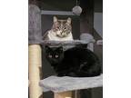Landon & Jewel, Domestic Shorthair For Adoption In Mount Clemens, Michigan