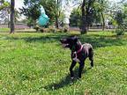 Oliver, Labrador Retriever For Adoption In Rogers, Arkansas