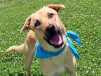 Antwan, Labrador Retriever For Adoption In Rogers, Arkansas