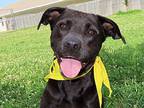 Twix, Labrador Retriever For Adoption In Rogers, Arkansas