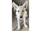 Uno, Labrador Retriever For Adoption In Frederick, Maryland