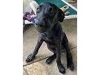 Darcy, Labrador Retriever For Adoption In Frederick, Maryland