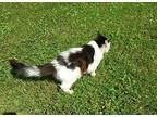 Gypse, Domestic Longhair For Adoption In New Woodstock, New York