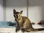 Piranha, Domestic Shorthair For Adoption In Newport, Oregon