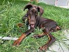 Schmitt, Doberman Pinscher For Adoption In Fountain, Colorado