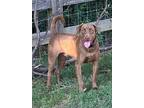 Jacob, Labrador Retriever For Adoption In Pelion, South Carolina