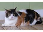 Bella, Domestic Shorthair For Adoption In Fort Myers, Florida